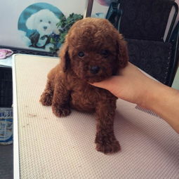 瘋狂熱售的玩具迷你茶杯泰迪熊 簽健康協議送用品，武漢寵物狗專屬福利